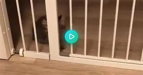 Kitty Gets Spooked Album On Imgur