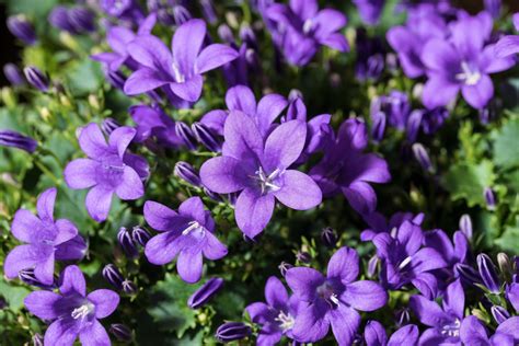 16 Purple Perennials For Never Ending Beauty Gardening
