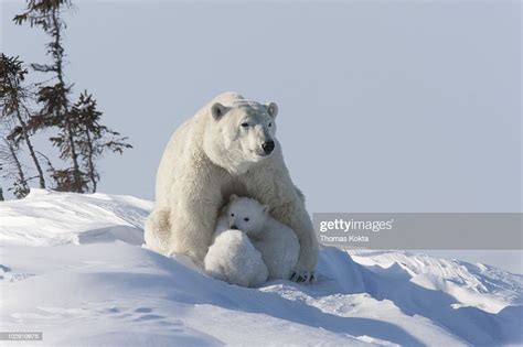 Mother Polar Bear Nursing Her Cubs High Res Stock Photo Getty Images