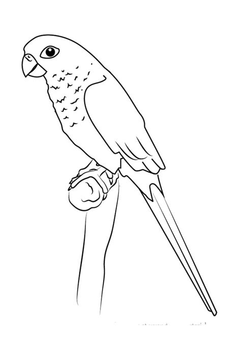 Coloring Pages Printable Parrot Drawing Coloring Pages For Kids