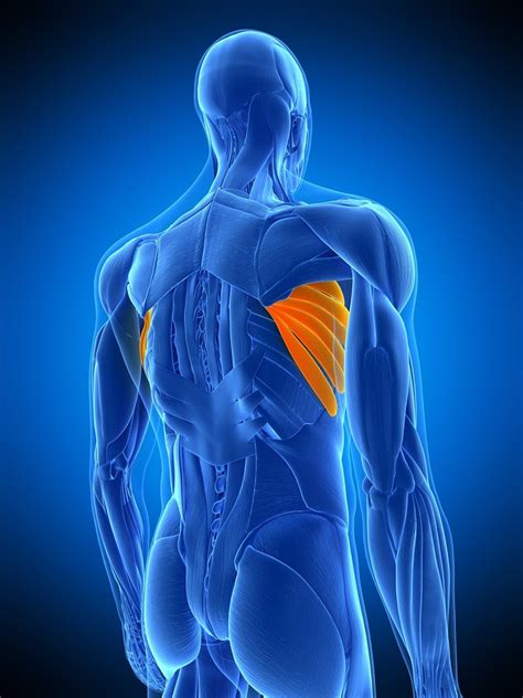 External occipital protuberance, medial side of the superior nuchal line the latissimus dorsi originates from the lower part of the back, where it covers a wide area. Your Underarm WHAT!? - VerticAlign Posture Coaching