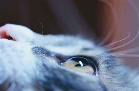 Cat Cloudy Eye Infection Catsbu