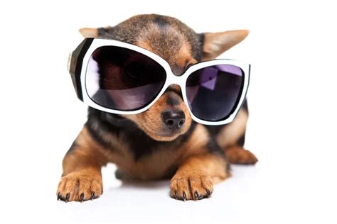 Dog With Sunglasses Stock Photo By ©andreyorletskyy 53843945