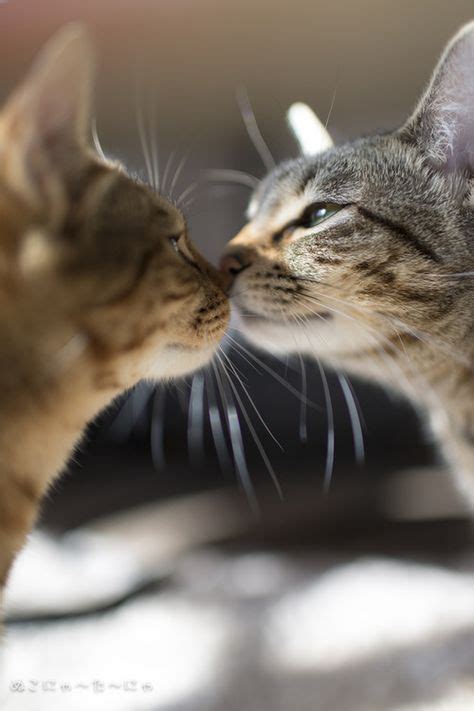 93 Best Kitty Kisses Images Kitty Kisses Cats And Kittens Kittens