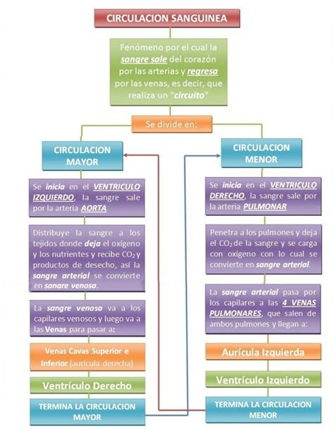 Cuadros Sinópticos Sobre Circulación Sanguínea Cuadro Comparativo