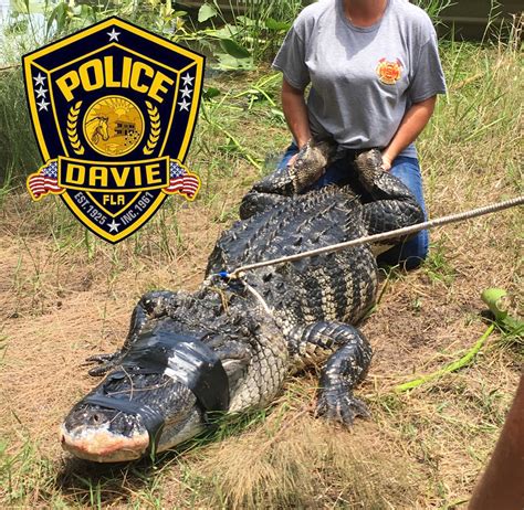 Florida Authorities Find Remains Of Woman Killed By Alligator Fox 8