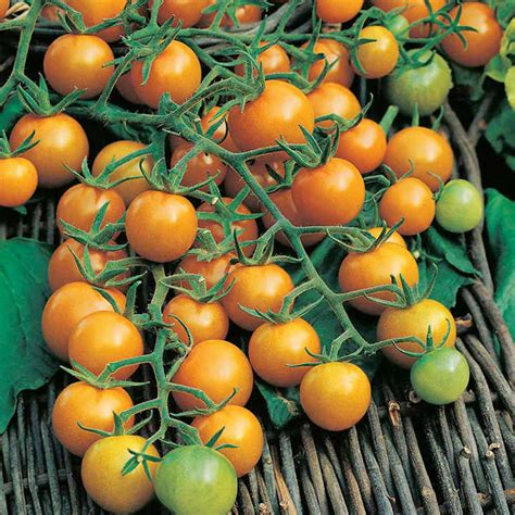 An indeterminate tomato, like 'better boy' and 'beefmaster,' grows nonstop like a vine, needs support to. Tomato Sungold (3) - Tomato Plants - Popular Vegetable Plants - Vegetable Plants - Gardening ...