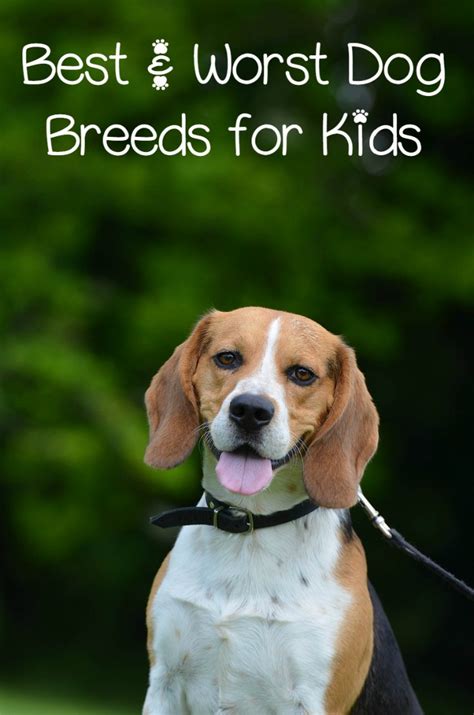 Best And Worst Dog Breeds For Kids Dogvills