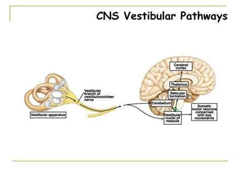 Ppt Vestibulocochlear Nerve Powerpoint Presentation Id818642