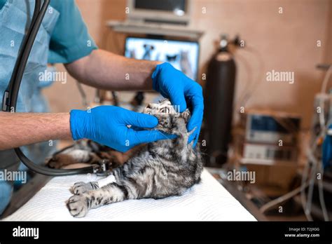 Anesthesiologist Prepares A Cat For Surgery Checks If Anesthesia