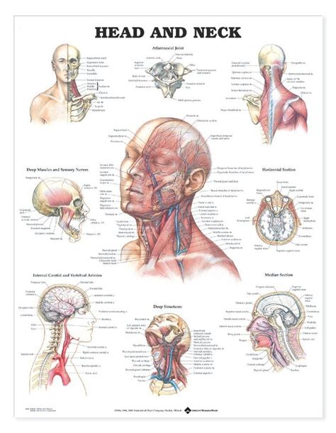 Head And Neck Laminated Anatomical Chart Head Neck Muscle Anatomy Anatomy
