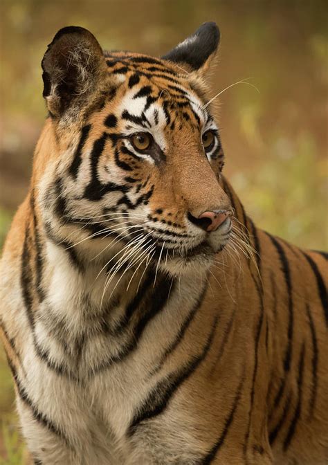 Bengal Tiger Female Bandhavgarh National Park India Photograph By