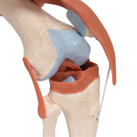 Functional Human Knee Joint Model With Ligaments B Smart Anatomy My