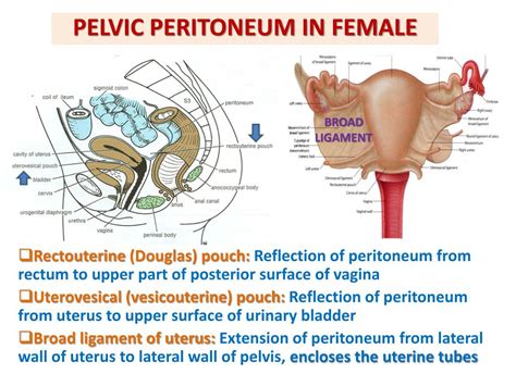 anatomy picture of female reproductive system detailed female reproductive system medical