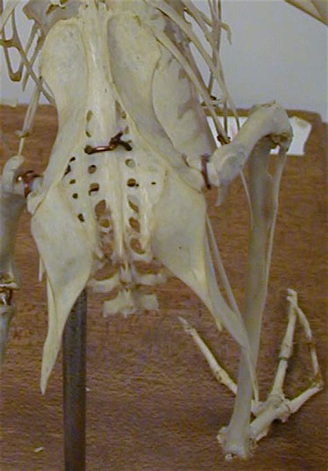 Ilium Bone Anatomy