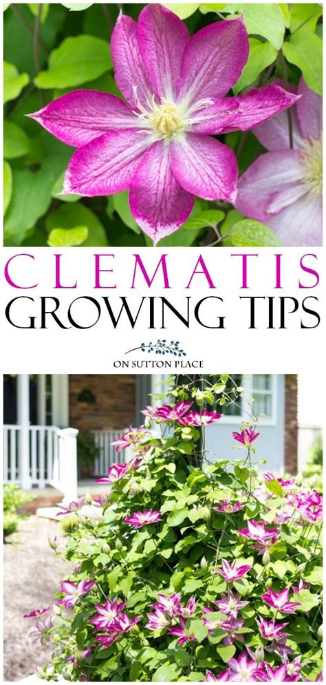 Clematis Vine Growing Tips And Care On Sutton Place Clematis Plants