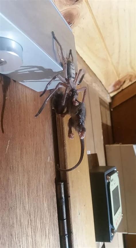 Massive Huntsman Spider Eats A Possum In Front Of Horrified Ski Lodge Guest Huntsman Spider