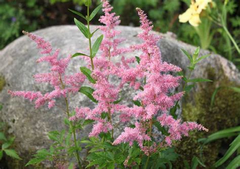 Astilbe Chinensis Finale Planters Barn