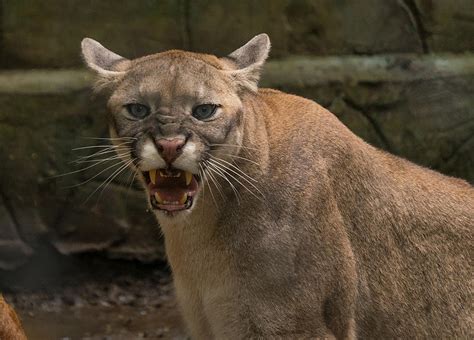 Cougars Are In Michigan And You May Never See One