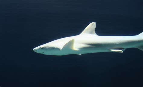 Blacknose Shark Carcharhinus Acronotus Zoochat
