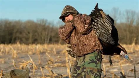 Where To Shoot A Turkey With A Bow Bowaddicted