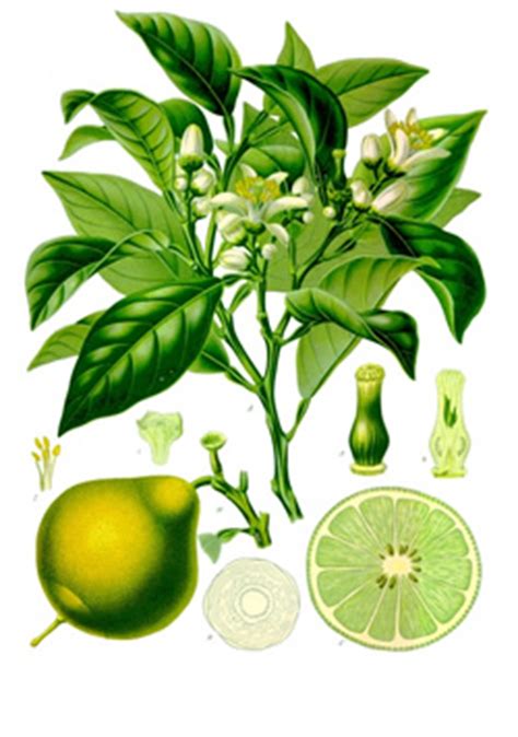 Bergamot is a fragrant citrus fruit from the tropical, citrus bergamia plant. Bergamot Oil Uses & Benefits