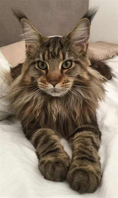In fact, cats shed some every day and go through one to two large sheds and hair growth cycles per year, says dr. Pin on Maine Coon Mayhem