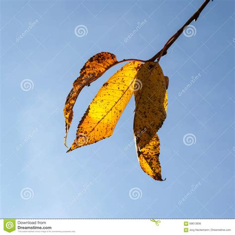 Yellow Autumn Leaves Hanging At The Birch Tree Stock Photo