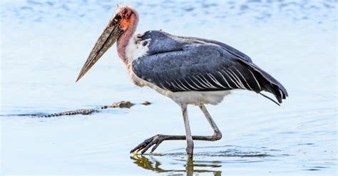 The Top 9 Largest Flying Birds In The World By Wingspan A Z Animals