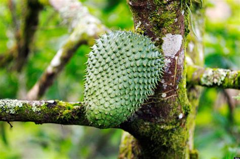 Graviola (botanical name annona muricata) is a tropical evergreen fruit tree native to the rain forests in africa, south america, and southeast asia. Soursop Health Benefits: Start Eating This Weird Fruit ...