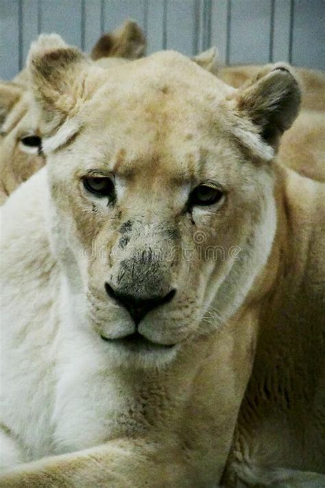 White Lion Big Cat Sanctuary Smarden Kent England Uk Stock Photo