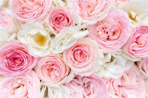 Delicate Pink Roses Background For Wedding Occasions 779952 Nature