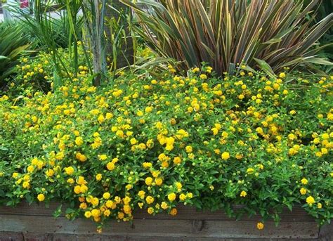 Photo New Gold Lantana Lantana Hybrid New Gold Lantana Plants