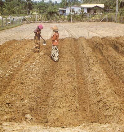 Untuk mendapatkan hasil yang maksimum, kawasan cara tanam ubi keledek. Tanam Benih Ubi Keledek - BENIH TOKO