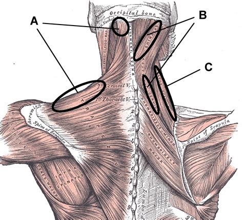 Neck Bones Diagram