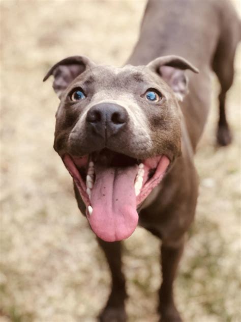 That Pitbull Smile Rpitbulls