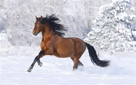 44 Winter Horses Pictures Wallpaper Wallpapersafari