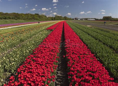 Tulip Plantation In Netherlands In The Springtime Stock Image Image