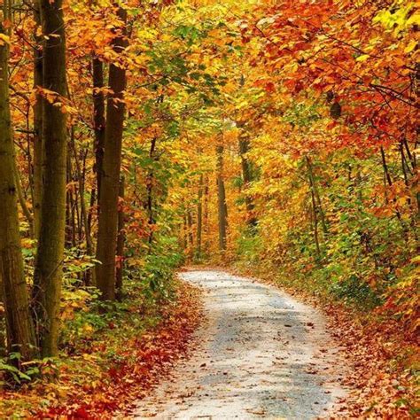 Papermoon Photo Wallpaper Pathway In Colorful Autumn Forest Non Woven