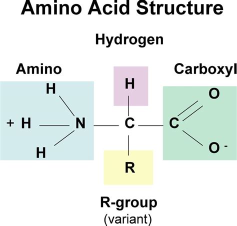 Amino Acids Biochemanics