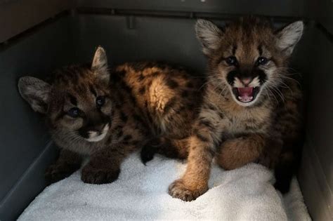 Oakland Zoo Gets Two More Orphaned Mountain Lion Cubs Rescued From Zogg