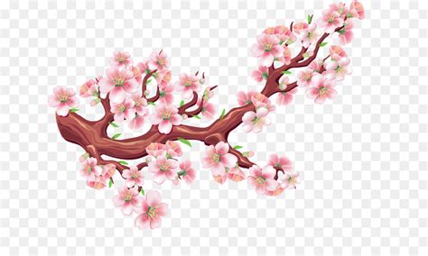 Paling Populer 30 Gambar Ranting Bunga Sakura Galeri Bunga Hd
