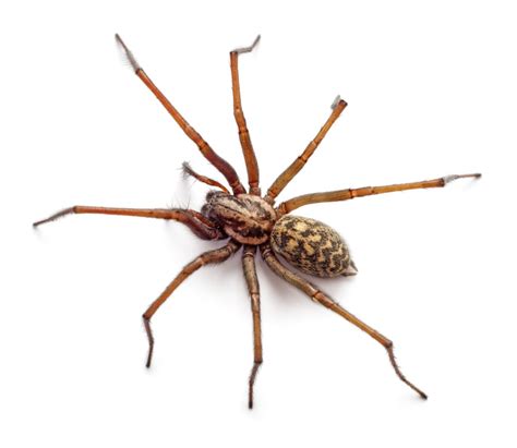 Brown Widow Spiders Arrow Pest Service Panama City Fl Arrow Pest