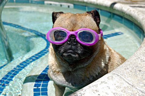 Pin By Gina P On I Love Pugs Dog Swimming Funny Dog Videos Dog Goggles