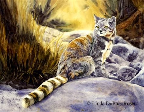 The andean mountain cat (leopardus jacobita) is a small wild cat native to high elevations of the andes mountains in south america. Tiger Tiger Burning Bright