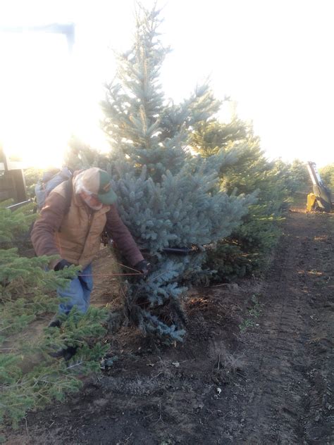 About Us Ever Green Acres Tree Farm