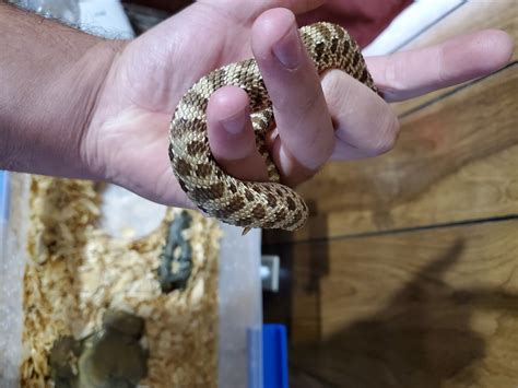 These are considered very docile snakes that can actually. Western Hognose Snake Reptiles For Sale | Sylvania, OH #307989