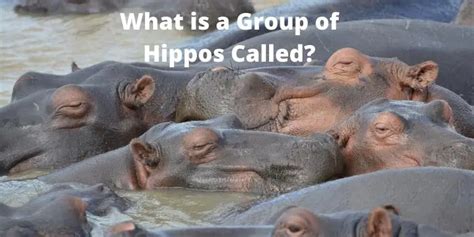 What Is A Group Of Hippos Called Social Lives Of Hippo