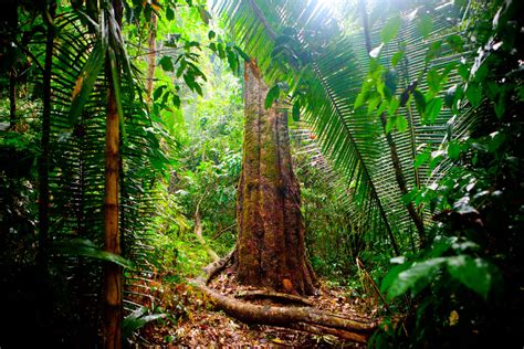 Look At This Rain Forest Was Here Npr