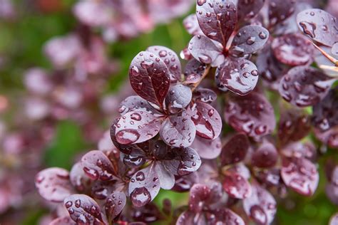 9 Shrubs That Have Red Leaves Horticulture Magazine